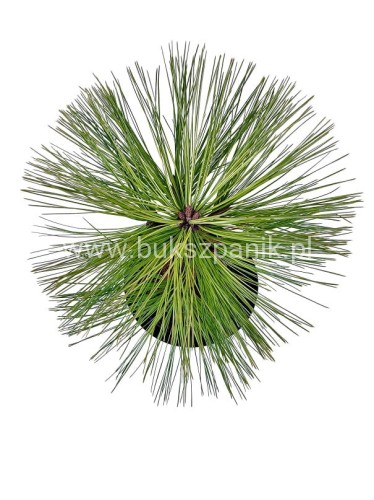 Sosna Jeffreya JOPPI C12l,40-50cm Pinus jeffreyi