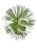 Sosna Jeffreya JOPPI C12l,40-50cm Pinus jeffreyi