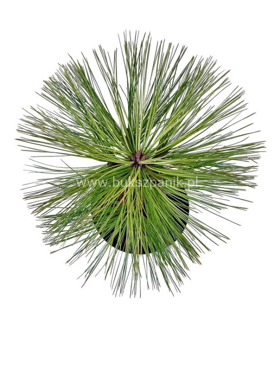 Sosna Jeffreya JOPPI C12l,40-50cm Pinus jeffreyi