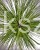 Sosna Jeffreya JOPPI C12l,40-50cm Pinus jeffreyi