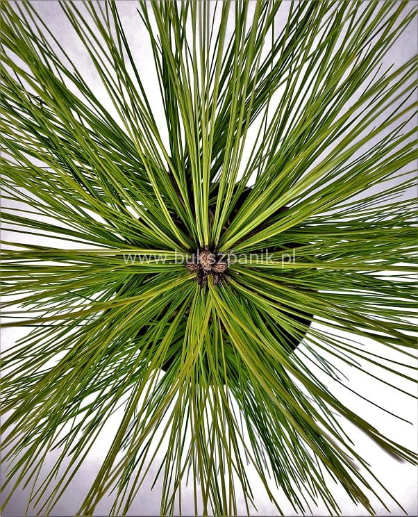 Sosna Jeffreya JOPPI C12l,40-50cm Pinus jeffreyi