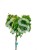 Cyprysik tępołuskowy, japoński 'Nana Gracilis'- Chamaecyparis obtusa PA40-60cm
