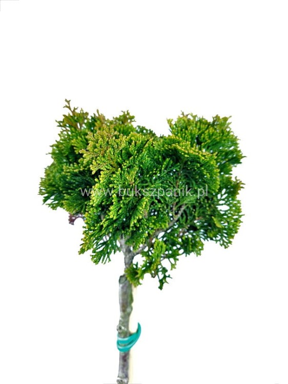 Cyprysik tępołuskowy, japoński 'Nana Gracilis'- Chamaecyparis obtusa PA40-60cm