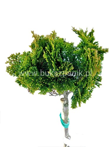 Cyprysik tępołuskowy, japoński 'Nana Gracilis'- Chamaecyparis obtusa PA40-60cm