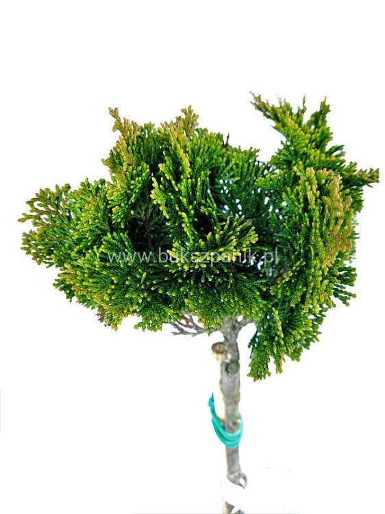 Cyprysik tępołuskowy, japoński 'Nana Gracilis'- Chamaecyparis obtusa PA40-60cm