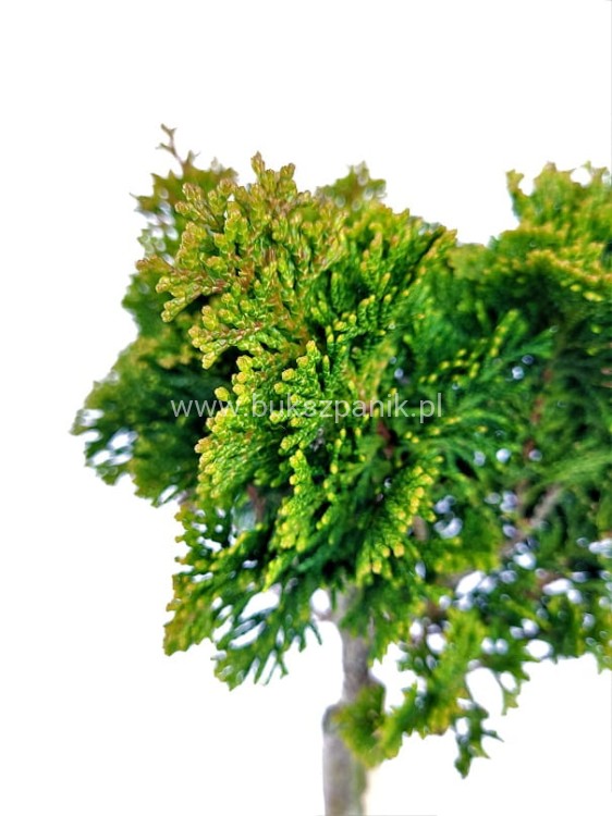 Cyprysik tępołuskowy, japoński 'Nana Gracilis'- Chamaecyparis obtusa PA40-60cm