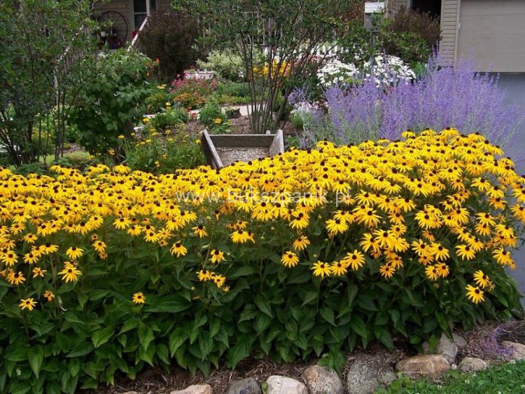 Rudbekia błyskotliwa GOLDSTURM - Rudbeckia fulgida