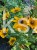Rudbekia błyskotliwa GOLDSTURM - Rudbeckia fulgida