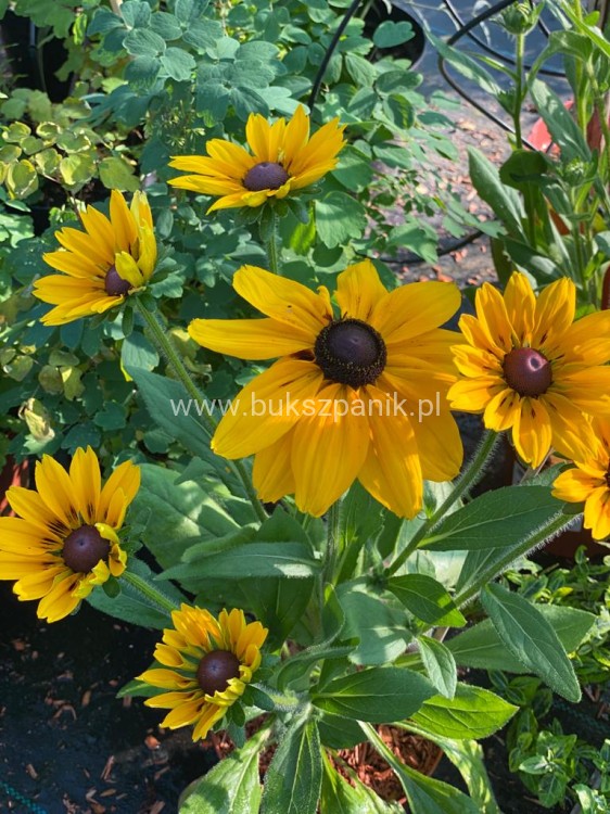 Rudbekia błyskotliwa GOLDSTURM - Rudbeckia fulgida