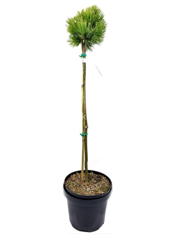 sosna giętka CHEYENNE - Pinus flexilis PA60-70