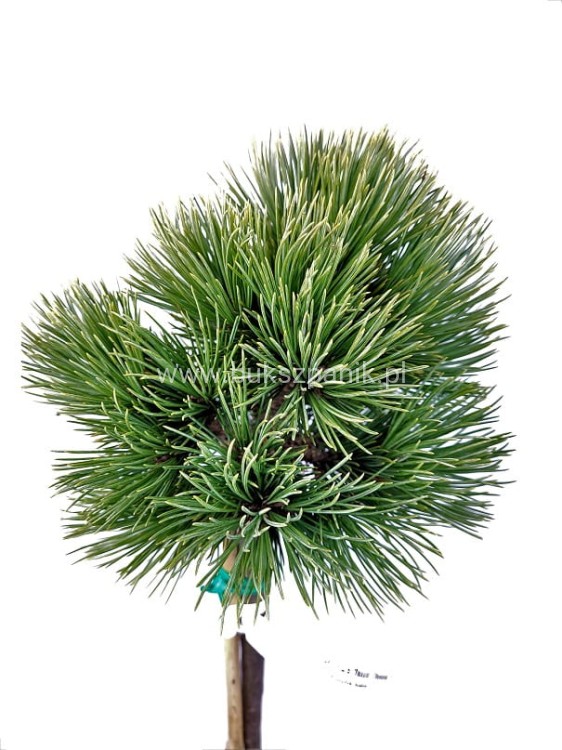 sosna giętka CHEYENNE - Pinus flexilis PA60-70