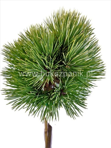 sosna giętka CHEYENNE - Pinus flexilis PA60-70