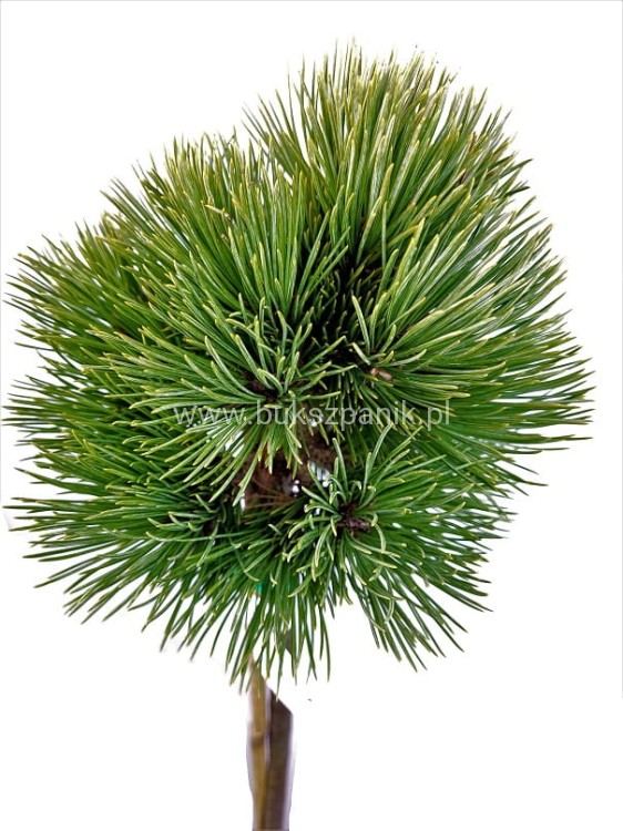 sosna giętka CHEYENNE - Pinus flexilis PA60-70