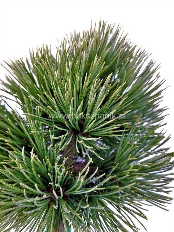 sosna giętka CHEYENNE - Pinus flexilis PA60-70