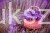 LAVANDA-COP-640x425.jpg