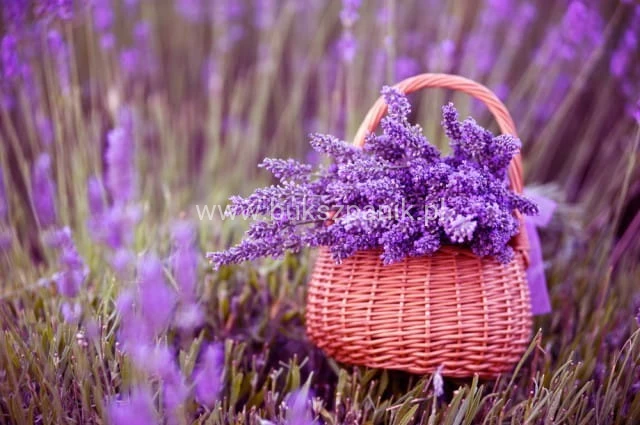 LAVANDA-COP-640x425.jpg