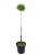 Sosna kosodrzewina BENJAMIN Pa 85-95/15-20cm - Pinus mugo