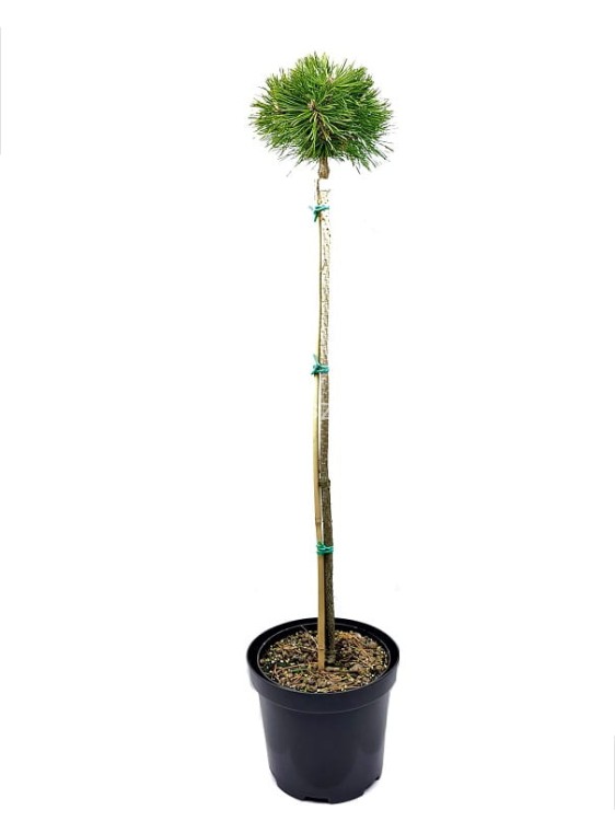 Sosna kosodrzewina BENJAMIN Pa 85-95/15-20cm - Pinus mugo