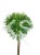 Sosna kosodrzewina BENJAMIN Pa 85-95/15-20cm - Pinus mugo