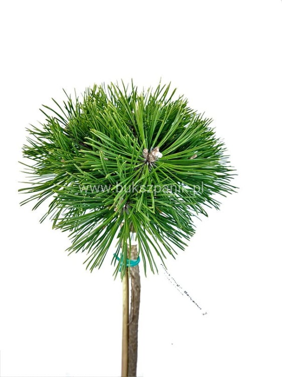 Sosna kosodrzewina BENJAMIN Pa 85-95/15-20cm - Pinus mugo