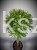 Sosna kosodrzewina BENJAMIN Pa 85-95/15-20cm - Pinus mugo