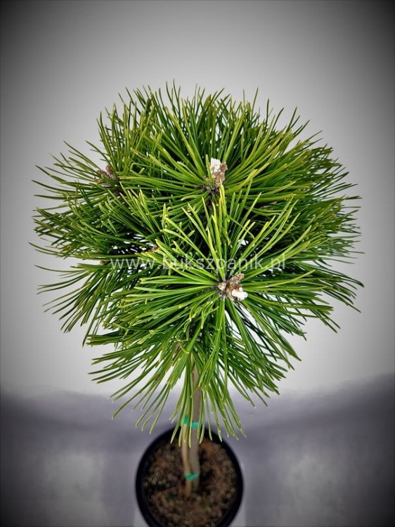 Sosna kosodrzewina BENJAMIN Pa 85-95/15-20cm - Pinus mugo