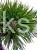 Sosna kosodrzewina BENJAMIN Pa 85-95/15-20cm - Pinus mugo
