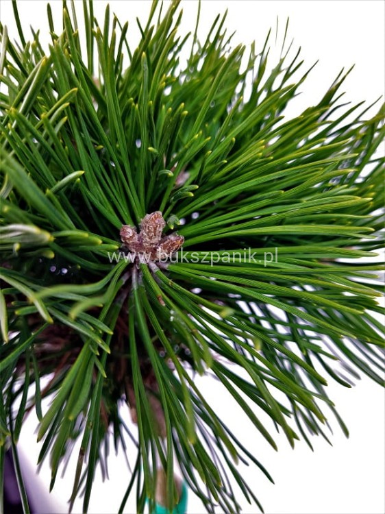 Sosna kosodrzewina BENJAMIN Pa 85-95/15-20cm - Pinus mugo