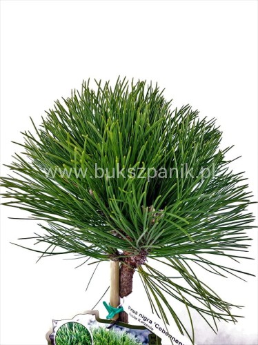 Sosna czarna- Pinus nigra CEBENNENSIS NANA PA 90-100, C5litr