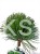 Sosna czarna- Pinus nigra CEBENNENSIS NANA PA 90-100, C5litr