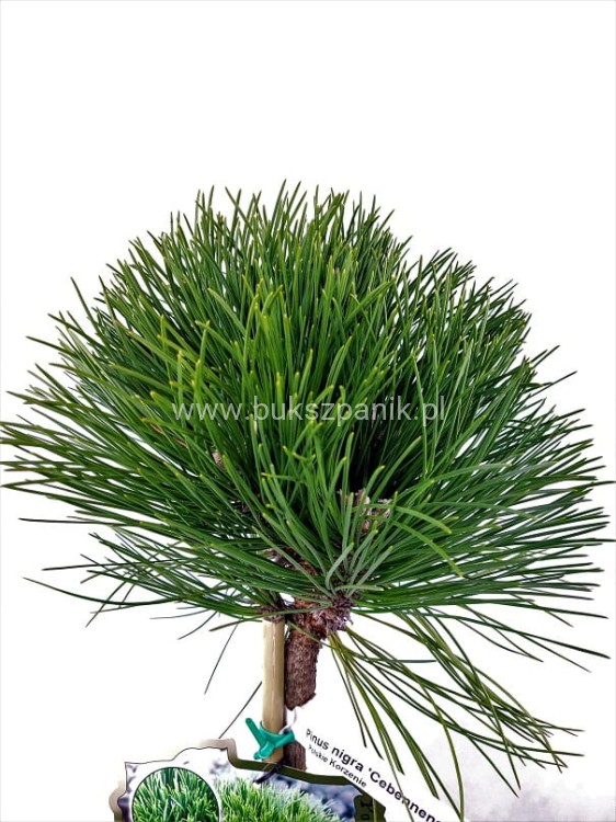 Sosna czarna- Pinus nigra CEBENNENSIS NANA PA 90-100, C5litr