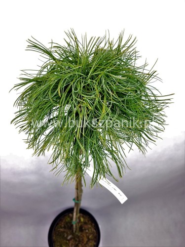 Sosna wejmutka GREEN TWIST-pinus strobus PA70-95/25cm