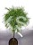 Sosna wejmutka GREEN TWIST-pinus strobus PA70-95/25cm