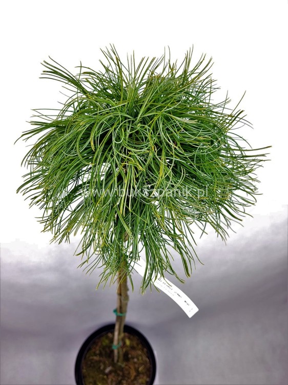 Sosna wejmutka GREEN TWIST-pinus strobus PA70-95/25cm