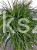 Sosna wejmutka GREEN TWIST-pinus strobus PA70-95/25cm