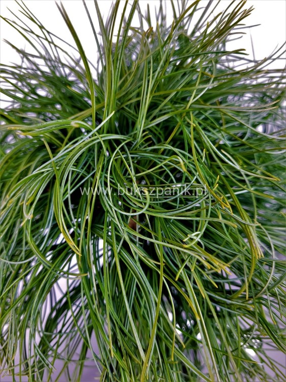 Sosna wejmutka GREEN TWIST-pinus strobus PA70-95/25cm