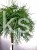 Sosna wejmutka GREEN TWIST-pinus strobus PA70-95/25cm