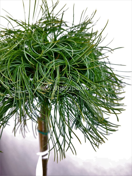 Sosna wejmutka GREEN TWIST-pinus strobus PA70-95/25cm