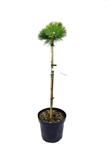 2Sosna czarna PINC - Pinus nigra PA 70-80cm