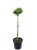 2Sosna czarna PINC - Pinus nigra PA 70-80cm