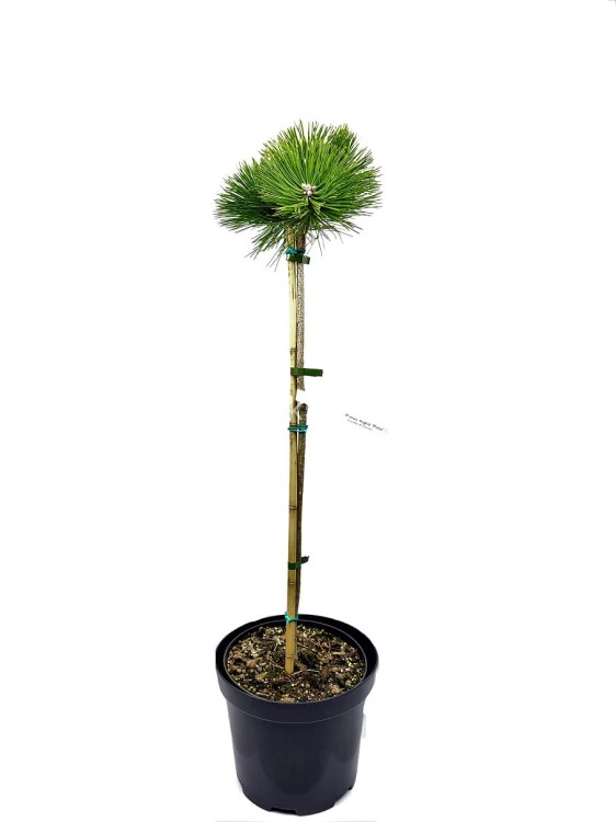 2Sosna czarna PINC - Pinus nigra PA 70-80cm