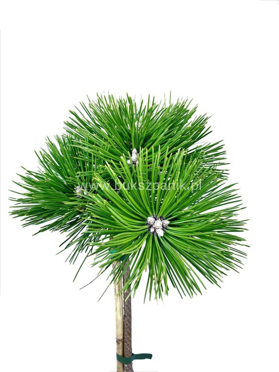 Sosna czarna PINC - Pinus nigra PA 70-80cm