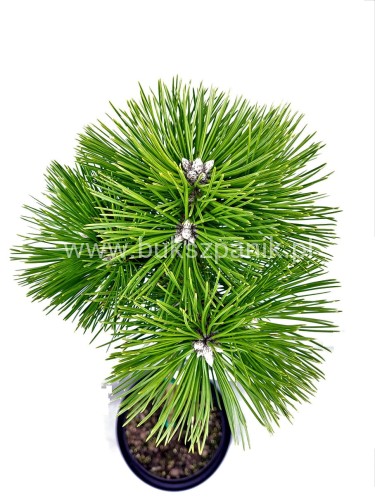 Sosna czarna PINC - Pinus nigra PA 70-80cm