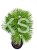 Sosna czarna PINC - Pinus nigra PA 70-80cm