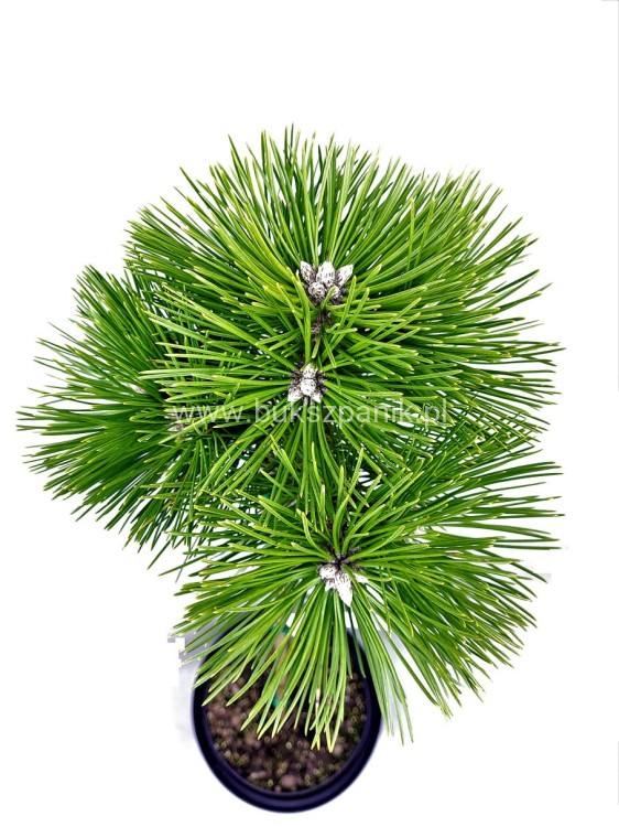 Sosna czarna PINC - Pinus nigra PA 70-80cm