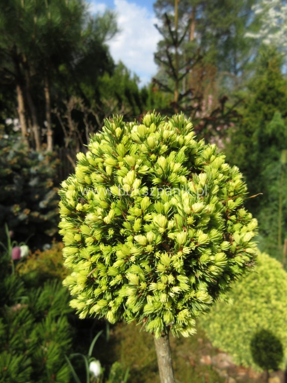 Świerk biały TENNIS BALL- Picea Glauca