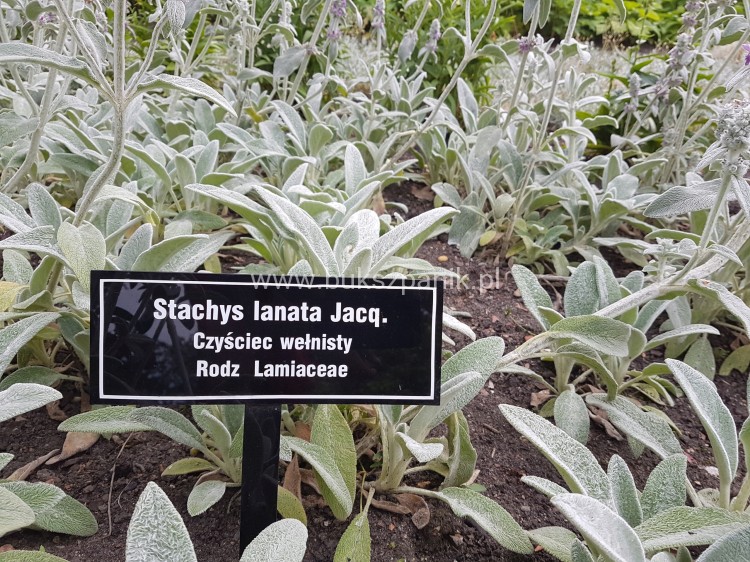 Czyściec wełnisty Srebrzysty włochaty na obwódki