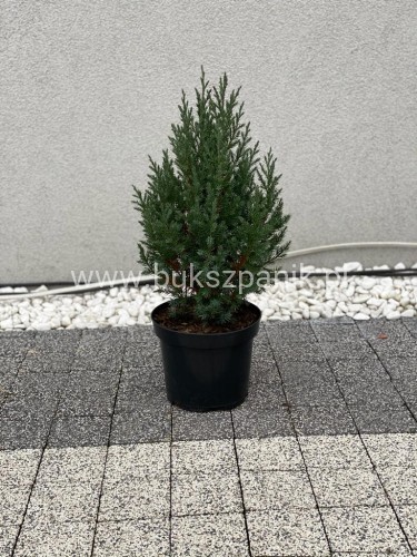 IMG-20201217-WA0018.jpg