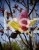 magnolia w.jpg