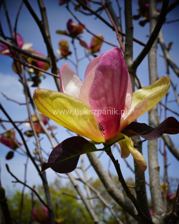 magnolia w.jpg